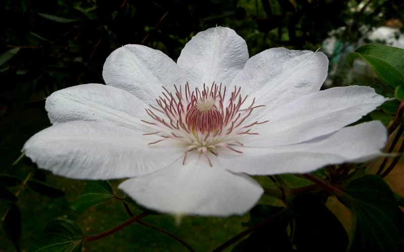 Henryi Clematis - 1 Gallon Pot 10 Henryi Clematis - 1 Gallon Pot - Image 8