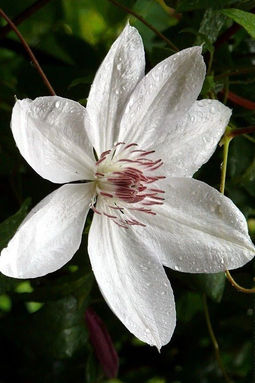 Henryi Clematis - 1 Gallon Pot 11 Henryi Clematis - 1 Gallon Pot - Image 9