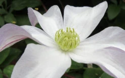 Huldine Clematis - 1 Gallon Pot 16 Huldine Clematis - 1 Gallon Pot -Wilson Bros Garden clematis huldine 3 1