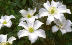 Huldine Clematis - 1 Gallon Pot 18 Huldine Clematis - 1 Gallon Pot -Wilson Bros Garden clematis huldine 6 1