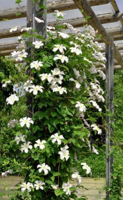 Huldine Clematis - 1 Gallon Pot 19 Huldine Clematis - 1 Gallon Pot -Wilson Bros Garden clematis huldine 7jpg 1