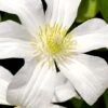 Huldine Clematis - 1 Gallon Pot 2 Huldine Clematis - 1 Gallon Pot -Wilson Bros Garden clematis huldine 8