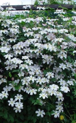 Huldine Clematis - 1 Gallon Pot 14 Huldine Clematis - 1 Gallon Pot -Wilson Bros Garden clematis huldine 9