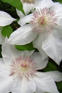 Hyde Hall Clematis - 1 Gallon Pot -Wilson Bros Garden clematis hyde hall 5