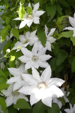 Hyde Hall Clematis - 1 Gallon Pot -Wilson Bros Garden clematis hyde hall 6