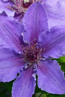 Ines Clematis - 1 Gallon Pot -Wilson Bros Garden clematis ines 1