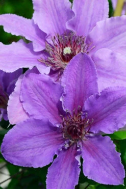 Ines Clematis - 1 Gallon Pot -Wilson Bros Garden clematis ines 3