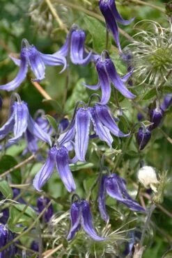 Clematis Integrifolia (Solitary Bush Clematis) - 1 Gallon Pot -Wilson Bros Garden clematis integrifolia soiltary bush clematis 4