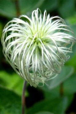Clematis Integrifolia (Solitary Bush Clematis) - 1 Gallon Pot -Wilson Bros Garden clematis integrifolia soiltary bush clematis 6