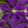 Jakmanii Purple Clematis - 1 Gallon Pot 2 Jakmanii Purple Clematis - 1 Gallon Pot -Wilson Bros Garden clematis jackmanii 7 1