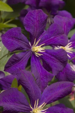 Jackmanii Purple Clematis - 1 Gallon Pot
