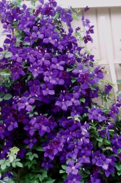 Jackmanii Purple Clematis - 1 Gallon Pot -Wilson Bros Garden clematis jackmanii 9