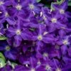 Jackmanii Superba Clematis - 1 Gallon Pot -Wilson Bros Garden clematis jackmanii superba 1 1