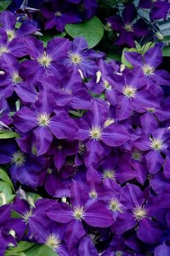 Jackmanii Superba Clematis - 1 Gallon Pot