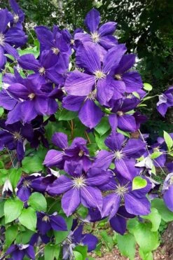 Jackmanii Superba Clematis - 1 Gallon Pot -Wilson Bros Garden clematis jackmanii superba 3 1