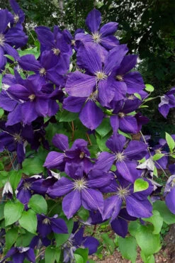 Jackmanii Superba Clematis - 1 Gallon Pot 12 Jackmanii Superba Clematis - 1 Gallon Pot -Wilson Bros Garden clematis jackmanii superba 4