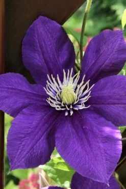 Jackmanii Superba Clematis - 1 Gallon Pot -Wilson Bros Garden clematis jackmanii superba 5 1