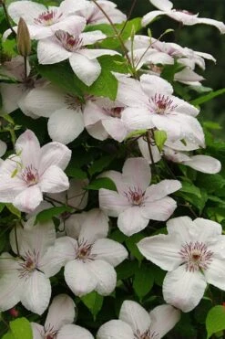 John Paul II Clematis - 1 Gallon Pot -Wilson Bros Garden clematis john paul II 11