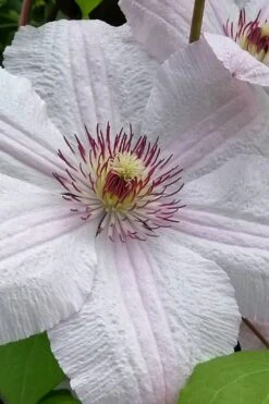 John Paul II Clematis - 1 Gallon Pot -Wilson Bros Garden clematis john paul II 12