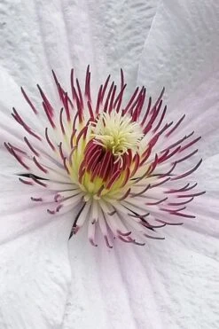 John Paul II Clematis - 1 Gallon Pot -Wilson Bros Garden clematis john paul II 5