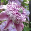 Josephine Clematis - 1 Gallon Pot -Wilson Bros Garden clematis josephine 16 1