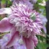 Josephine Clematis - 1 Gallon Pot -Wilson Bros Garden clematis josephine 16