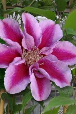 Killian Donahue Clematis - 1 Gallon Pot -Wilson Bros Garden clematis killian donahue 1