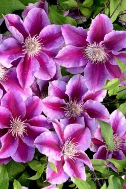 Killian Donahue Clematis - 1 Gallon Pot -Wilson Bros Garden clematis killian donahue 2