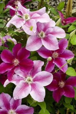 Killian Donahue Clematis - 1 Gallon Pot -Wilson Bros Garden clematis killian donahue 4 1