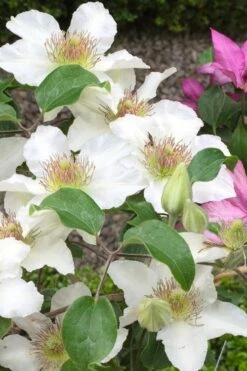 Kitty Clematis - 1 Gallon Pot -Wilson Bros Garden clematis kitty 3