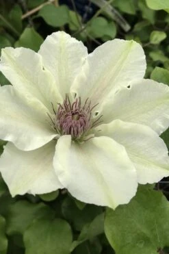 Kitty Clematis - 1 Gallon Pot -Wilson Bros Garden clematis kitty 4