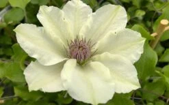 Kitty Clematis - 1 Gallon Pot -Wilson Bros Garden clematis kitty 8