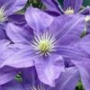 Lady Northcliffe Clematis - 1 Gallon Pot -Wilson Bros Garden clematis lady northcliffe 1 1
