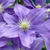Lady Northcliffe Clematis - 1 Gallon Pot