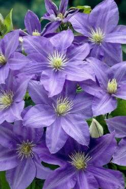 Lady Northcliffe Clematis - 1 Gallon Pot 9 Lady Northcliffe Clematis - 1 Gallon Pot -Wilson Bros Garden clematis lady northcliffe 2