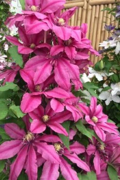 Liberation Clematis - 1 Gallon Pot -Wilson Bros Garden clematis liberation 4