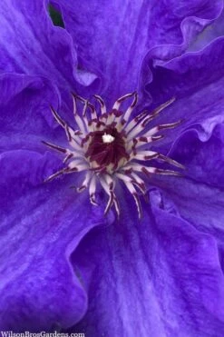 Lindsay Clematis - 1 Gallon Pot 9 Lindsay Clematis - 1 Gallon Pot -Wilson Bros Garden clematis lindsay 5