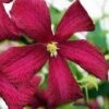 Madame Julia Correvon Clematis - 1 Gallon Pot -Wilson Bros Garden clematis madame julia correvon 14