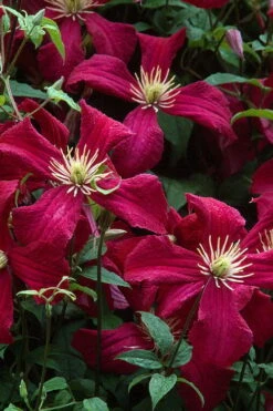 Madame Julia Correvon Clematis - 1 Gallon Pot 15 Madame Julia Correvon Clematis - 1 Gallon Pot -Wilson Bros Garden clematis madame julia correvon 7