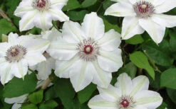 Miss Bateman Clematis - 1 Gallon Pot -Wilson Bros Garden clematis miss bateman 2 800x500 1