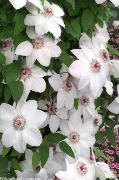 Miss Bateman Clematis - 1 Gallon Pot -Wilson Bros Garden clematis miss bateman 20