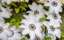 Miss Bateman Clematis - 1 Gallon Pot -Wilson Bros Garden clematis miss bateman 800x500 1