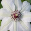 Miss Bateman Clematis - 1 Gallon Pot -Wilson Bros Garden clematis miss20bateman 2 500x750 1