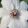 Miss Bateman Clematis - 1 Gallon Pot -Wilson Bros Garden clematis miss20bateman 2 500x750 2