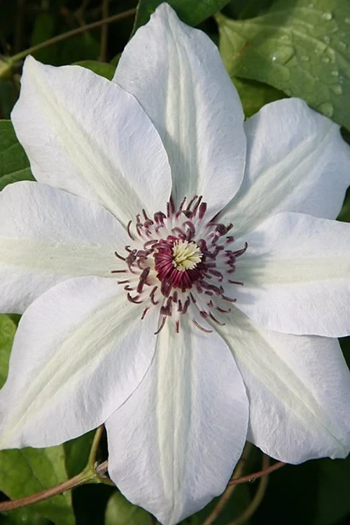 Miss Bateman Clematis - 1 Gallon Pot 3 Miss Bateman Clematis - 1 Gallon Pot