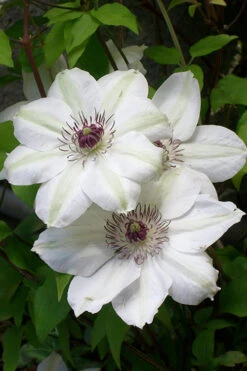 Miss Bateman Clematis - 1 Gallon Pot -Wilson Bros Garden clematis miss20bateman 3 500x750 1