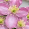 Montana Elizabeth Clematis - 1 Gallon Pot -Wilson Bros Garden clematis montana elizabeth 10