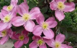 Montana Elizabeth Clematis - 1 Gallon Pot -Wilson Bros Garden clematis montana elizabeth 2