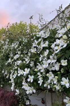 Grandiflora Montana Clematis - 1 Gallon Pot -Wilson Bros Garden clematis montana grandiflora 1