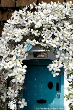 Grandiflora Montana Clematis - 1 Gallon Pot -Wilson Bros Garden clematis montana grandiflora20copy